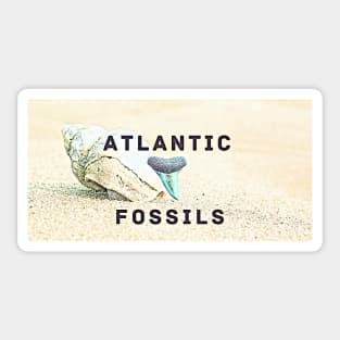 Conch Shell Atlantic Fossils Shark Tooth Sticker